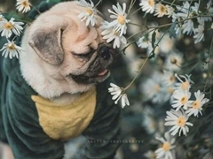Có ai yêu cúc hoa mi như em không ???